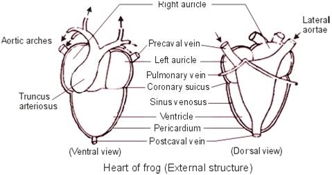American Bullfrog - The Cardiovascular System in the Animal Kingdom