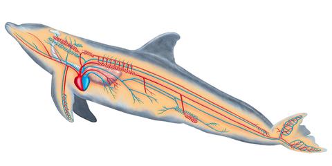 Bottlenose Dolphins - The Cardiovascular System in the Animal Kingdom