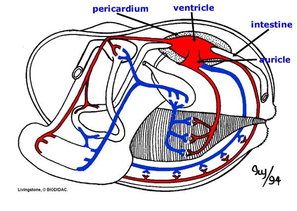 Quahog Clam - The Cardiovascular System in the Animal Kingdom