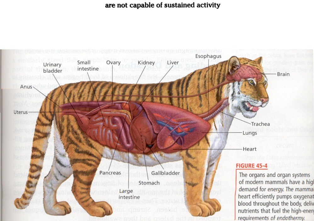 Bengal Tigers - The Cardiovascular System in the Animal Kingdom